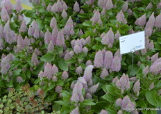 De 'Joey', die het vooral goedd schijnt te doen in warmere klimaten